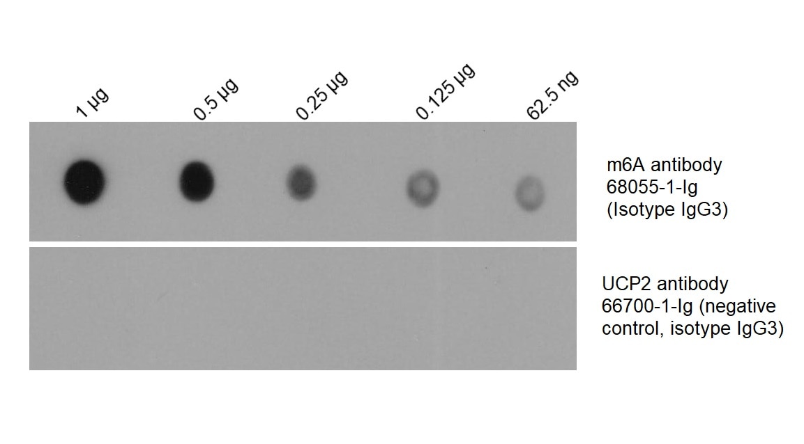 Dot Blot experiment of RNA using chemical compound m6A Monoclonal antibody (68055-1-Ig)